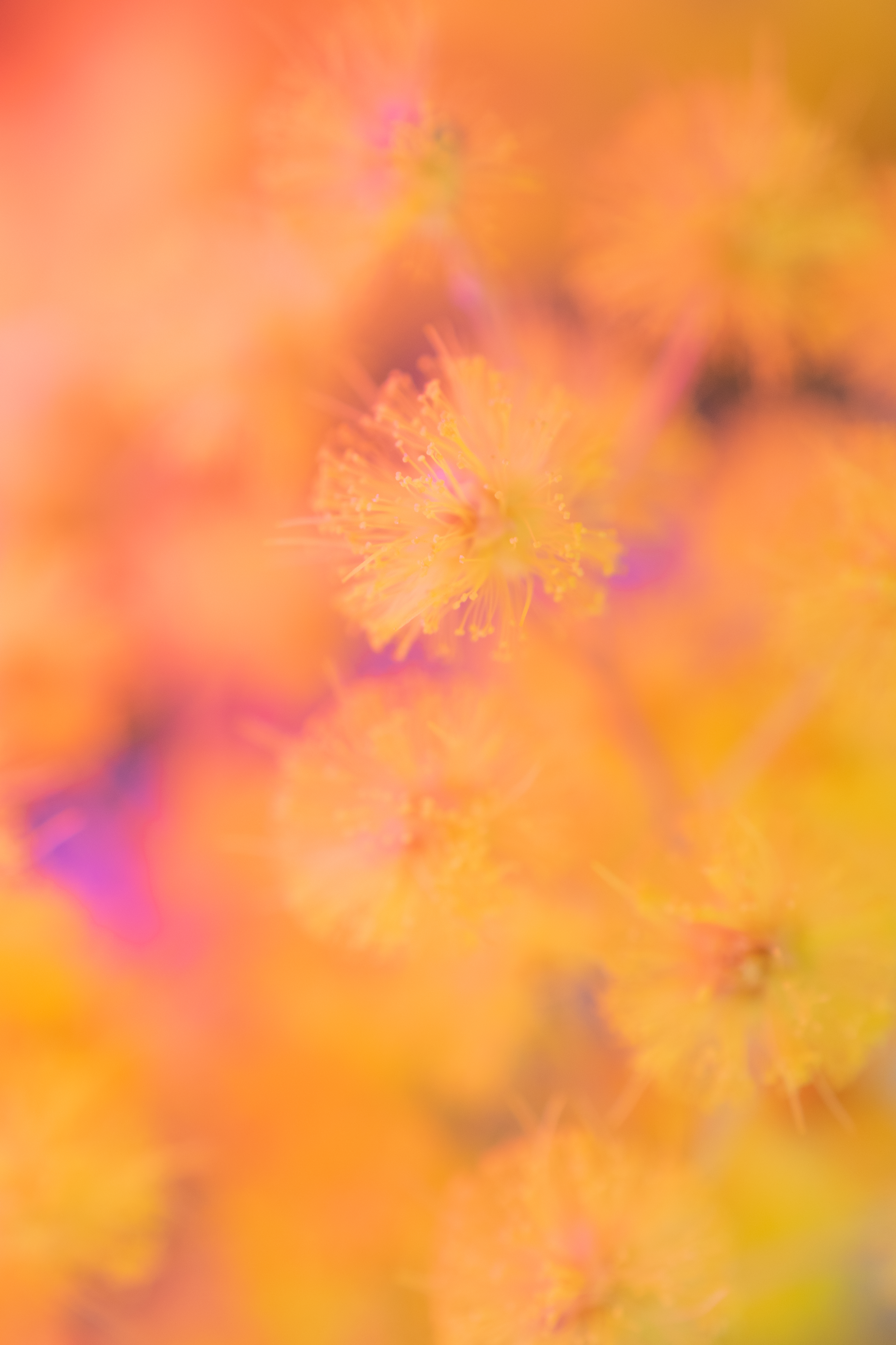 A macro photo of small yellow flowers